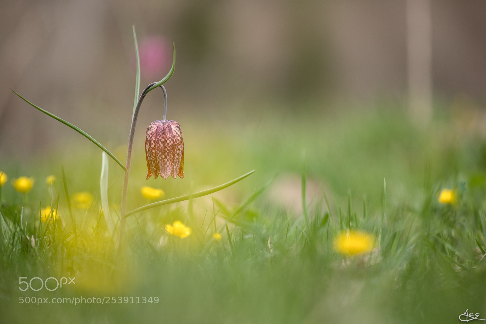 Canon EOS 6D Mark II sample photo. Fritillaire pintade photography