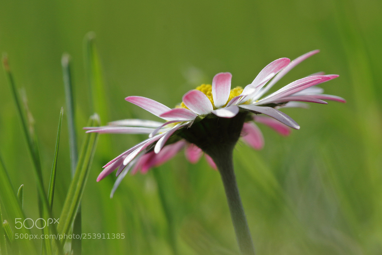 Canon EOS 7D sample photo. Bellis perennis photography