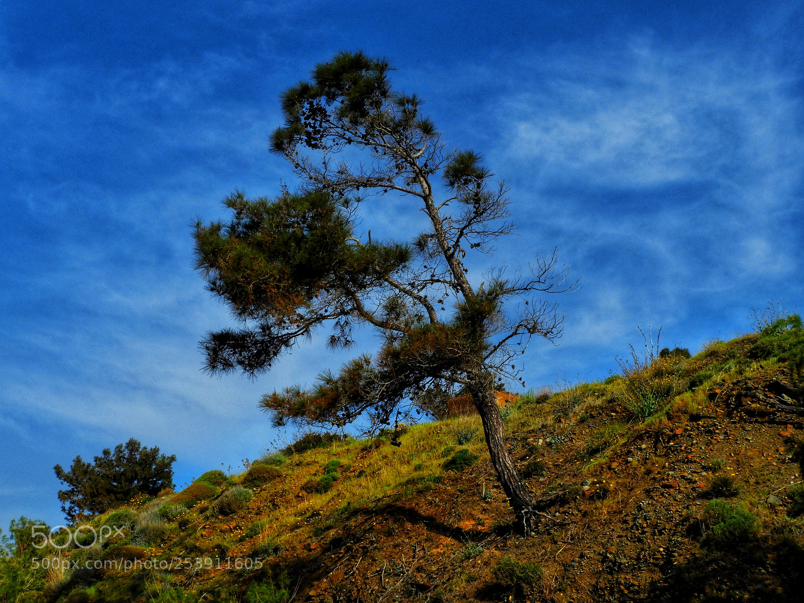 Nikon Coolpix B700 sample photo. Lonely tree photography