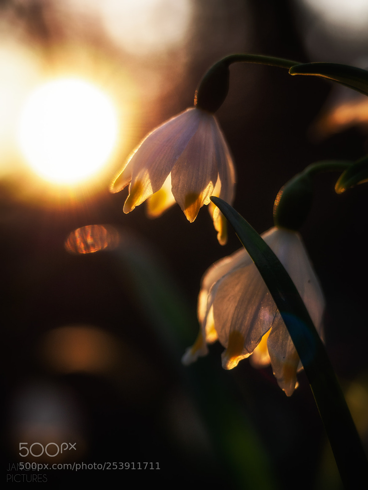 Olympus OM-D E-M5 II sample photo. ~ leucojum vernum ~ photography