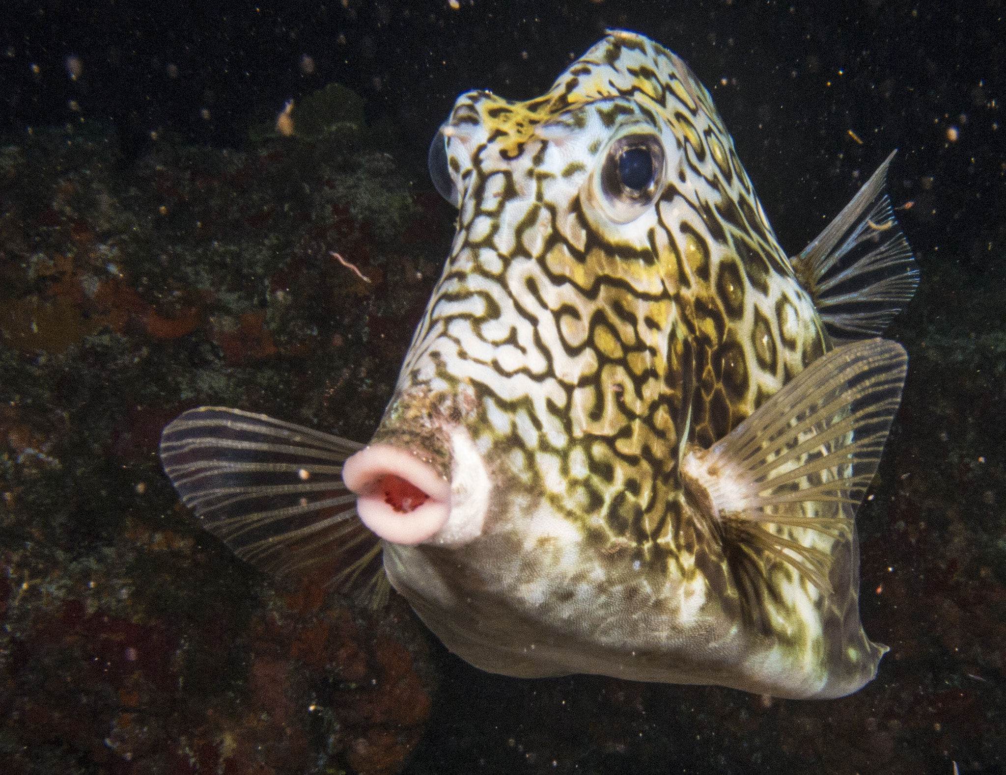 Nikon Coolpix P7100 sample photo. Trunkfish at night photography