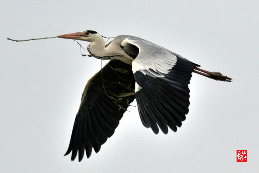 Sony FE 70-300mm F4.5-5.6 G OSS sample photo. Grey heron 0416 photography