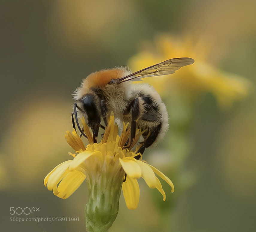 Sony Alpha DSLR-A700 sample photo. Abejita photography