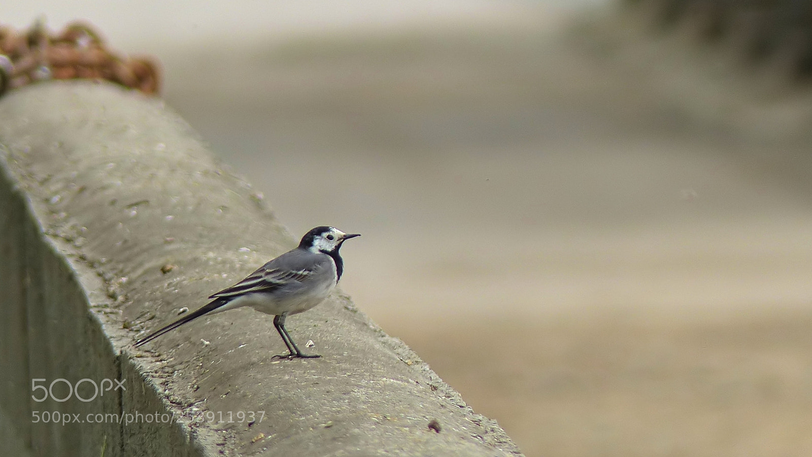 Panasonic Lumix DMC-FZ200 sample photo. Wagtail photography