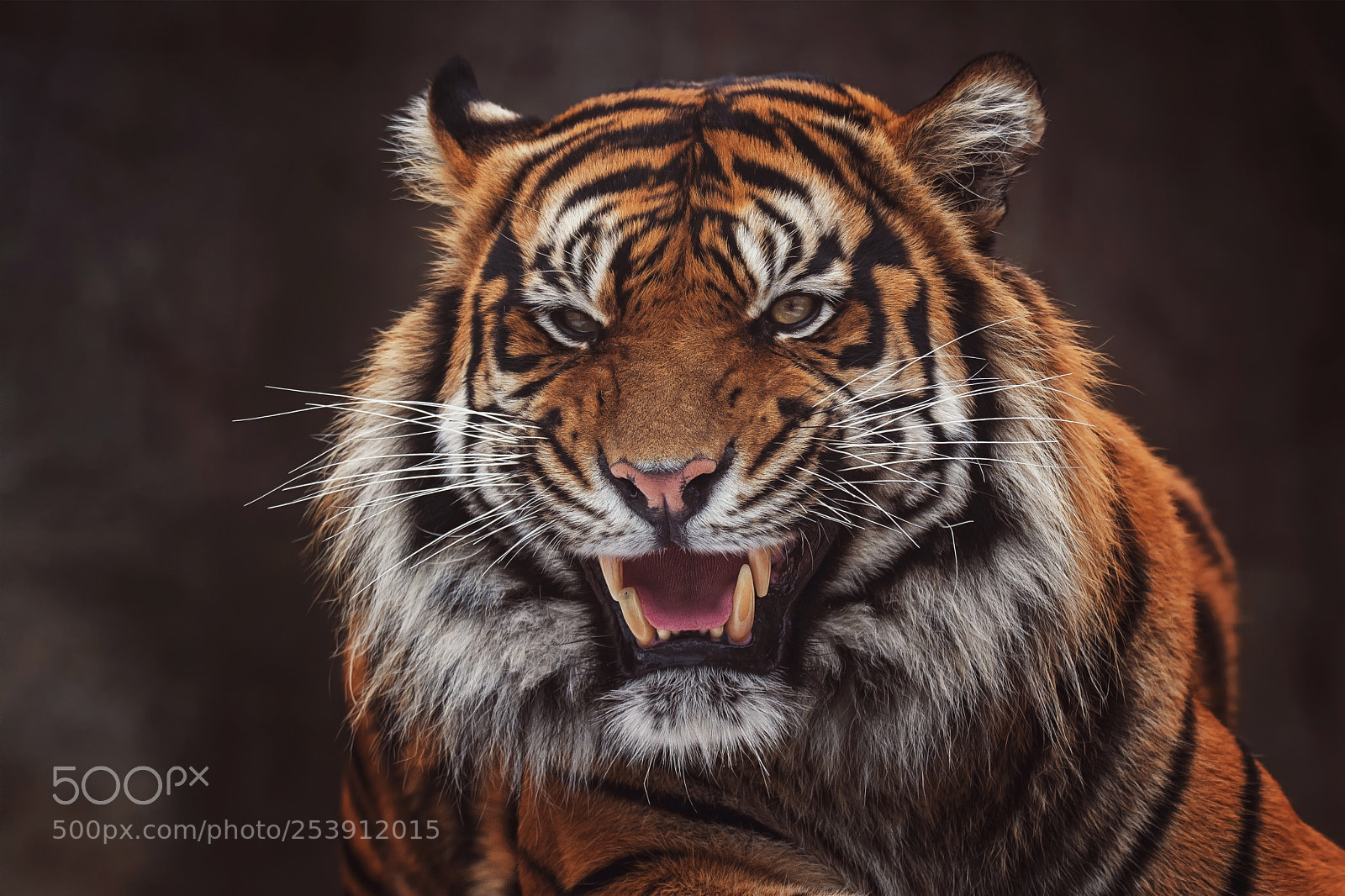 Nikon D7100 sample photo. Sumatran tiger photography