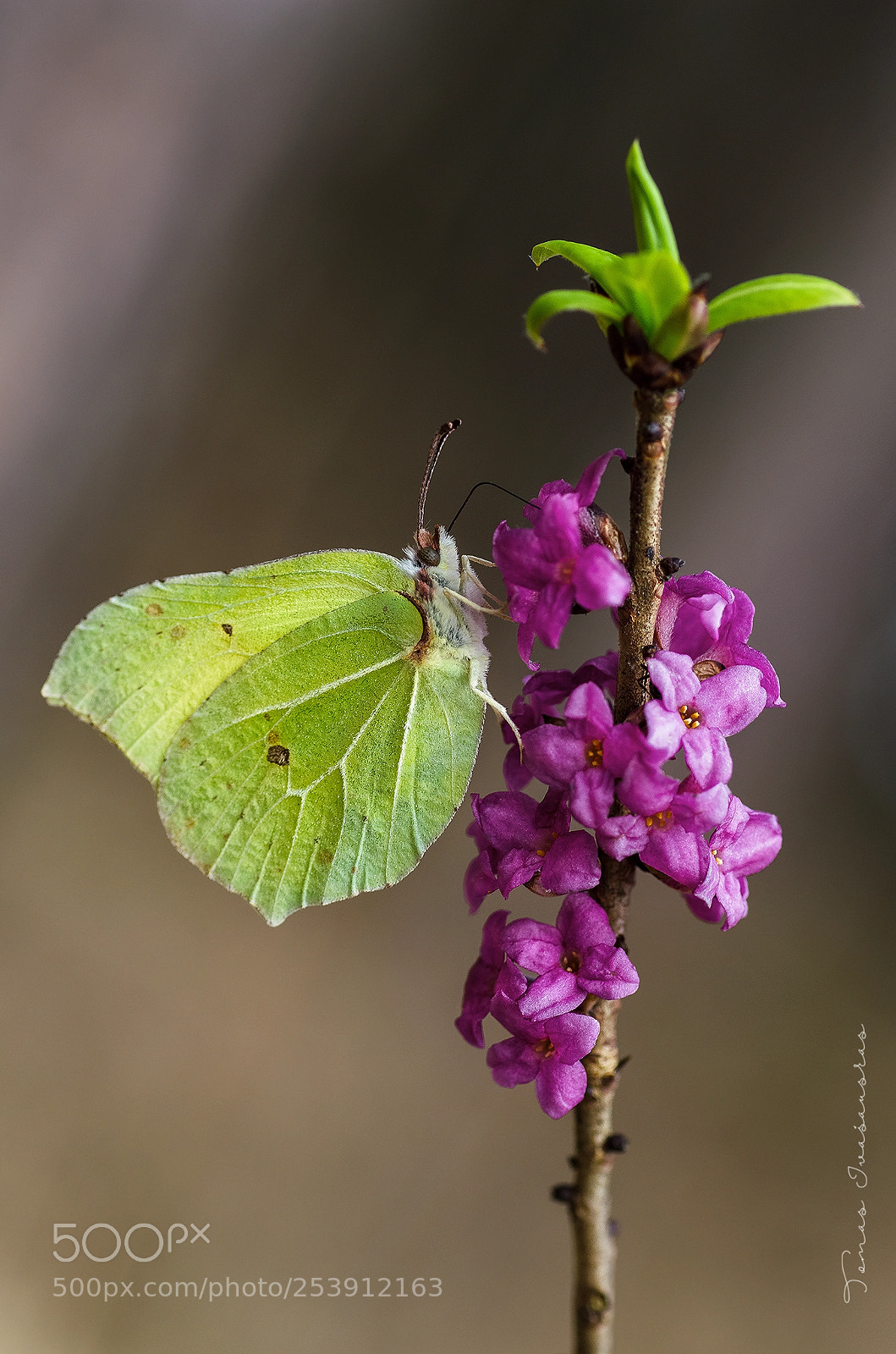 Nikon D5100 sample photo. Brimstone and mezereon photography