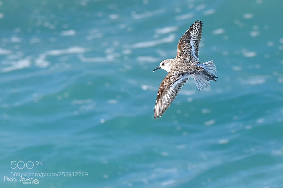 Nikon D7100 sample photo. Calitris al vuelo photography