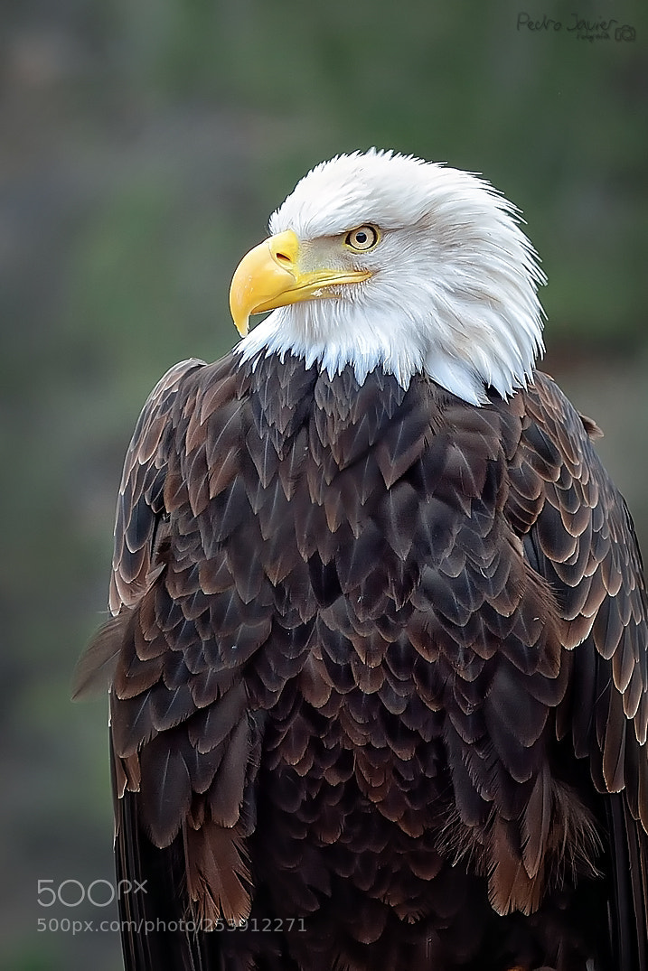 Nikon D7100 sample photo. águila americana () photography