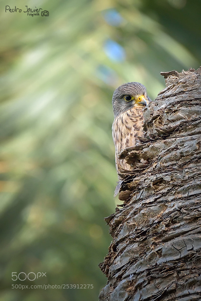Nikon D7100 sample photo. Cernícalo #() photography