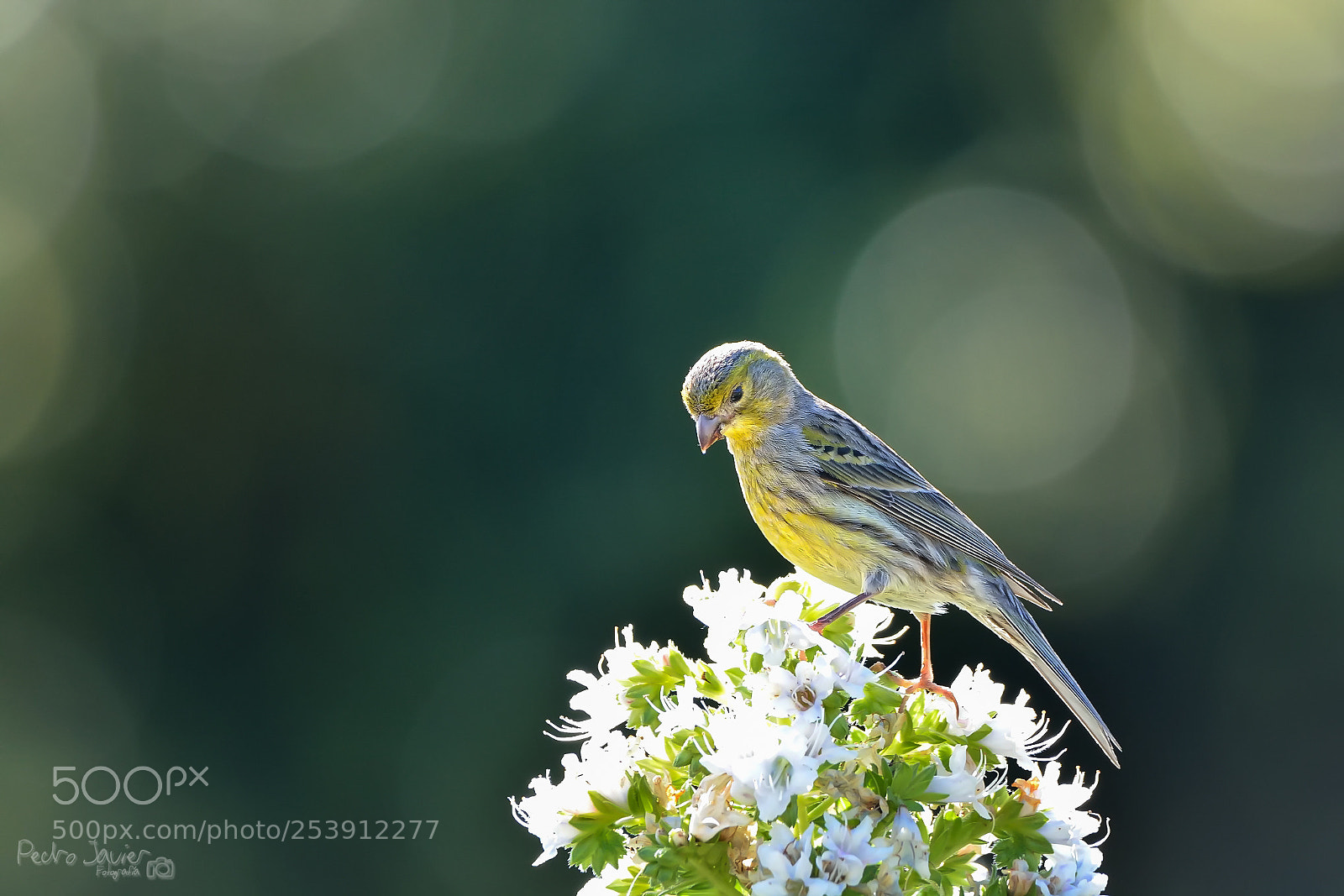 Nikon D7100 sample photo. Serinus canaria # photography