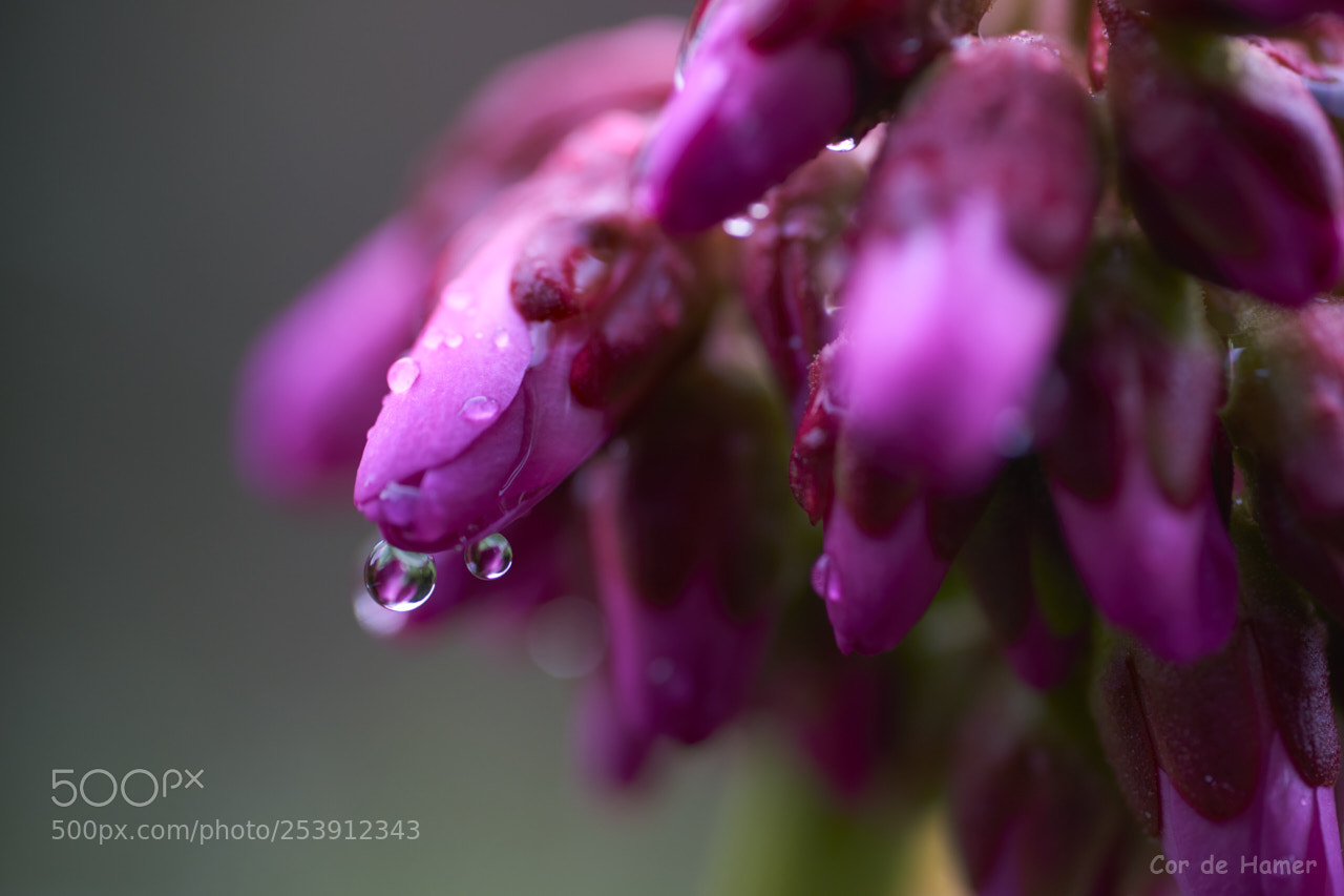 Sony SLT-A99V sample photo. Purple rain photography