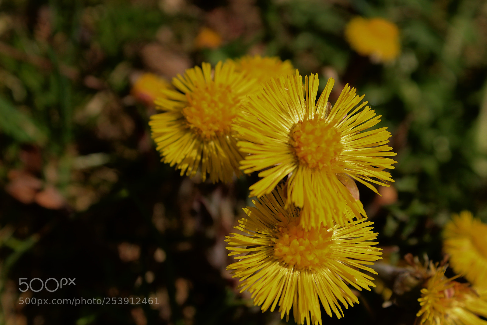 Canon EOS 1200D (EOS Rebel T5 / EOS Kiss X70 / EOS Hi) sample photo. Forest flowers photography