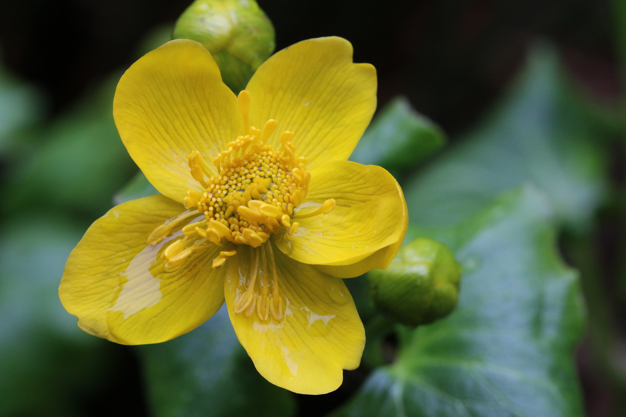 Canon EF 100mm F2.8L Macro IS USM sample photo. Marsh marigold photography