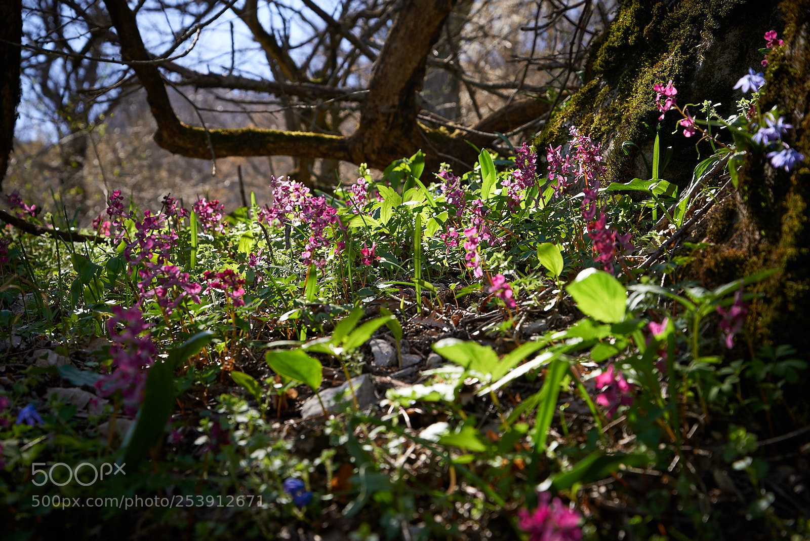 Nikon D600 sample photo. Again about colors photography