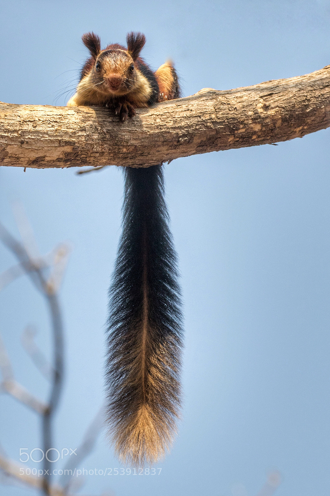 Canon EOS 7D Mark II sample photo. Indian giant squirrel.  photography