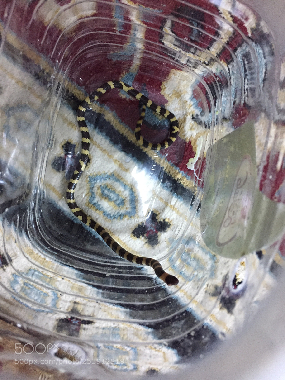 Apple iPhone 6 sample photo. Snake ?  photography