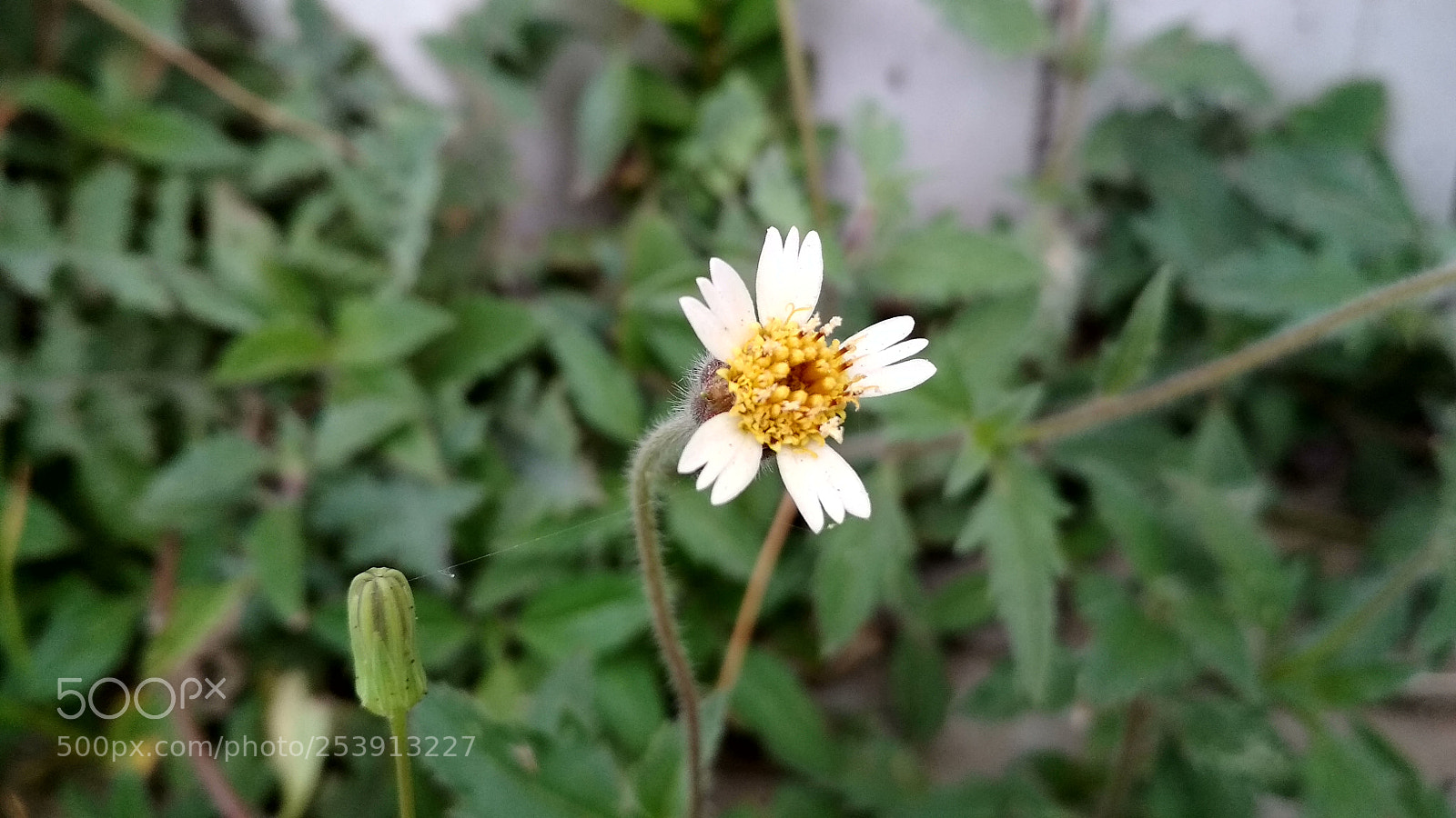 Xiaomi Redmi 4X sample photo. This afternoon photography