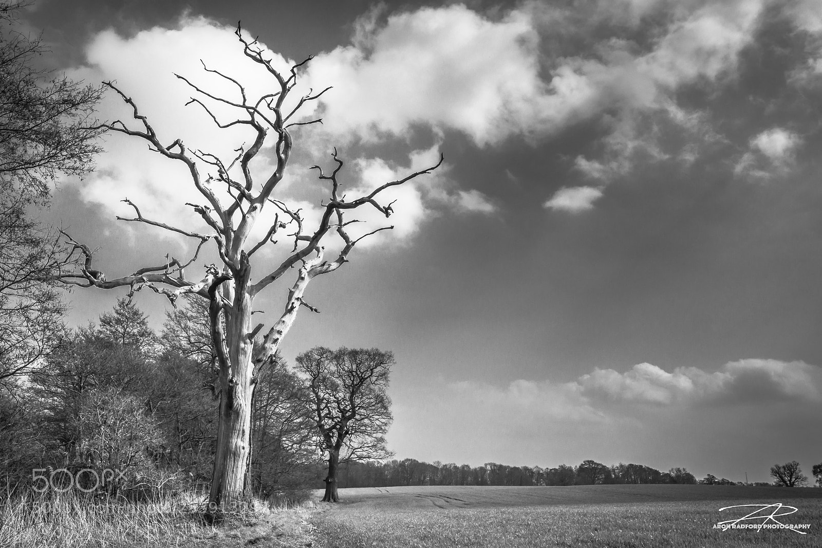 Nikon D7100 sample photo. Dead tree at gosfield photography