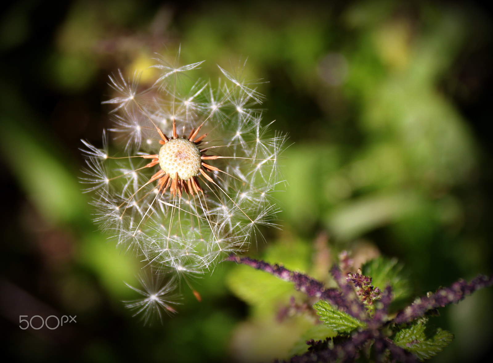 Canon EF-S 18-200mm F3.5-5.6 IS sample photo. Wild plant photography