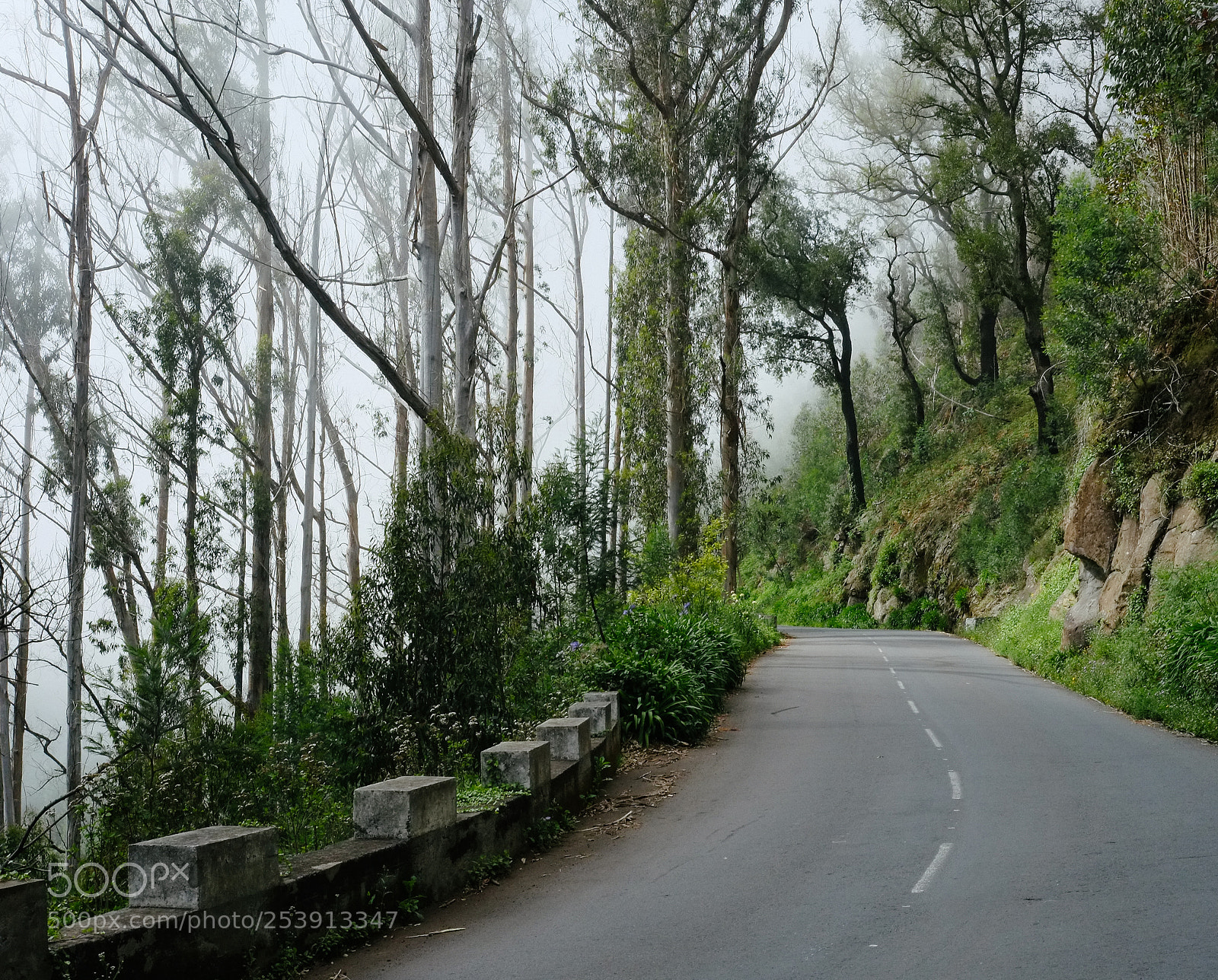 Fujifilm X-Pro1 sample photo. Trees photography
