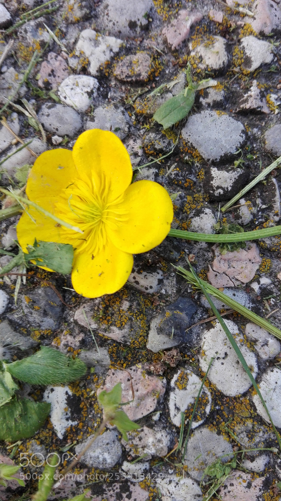 HUAWEI P8 Lite sample photo. Untitled photography