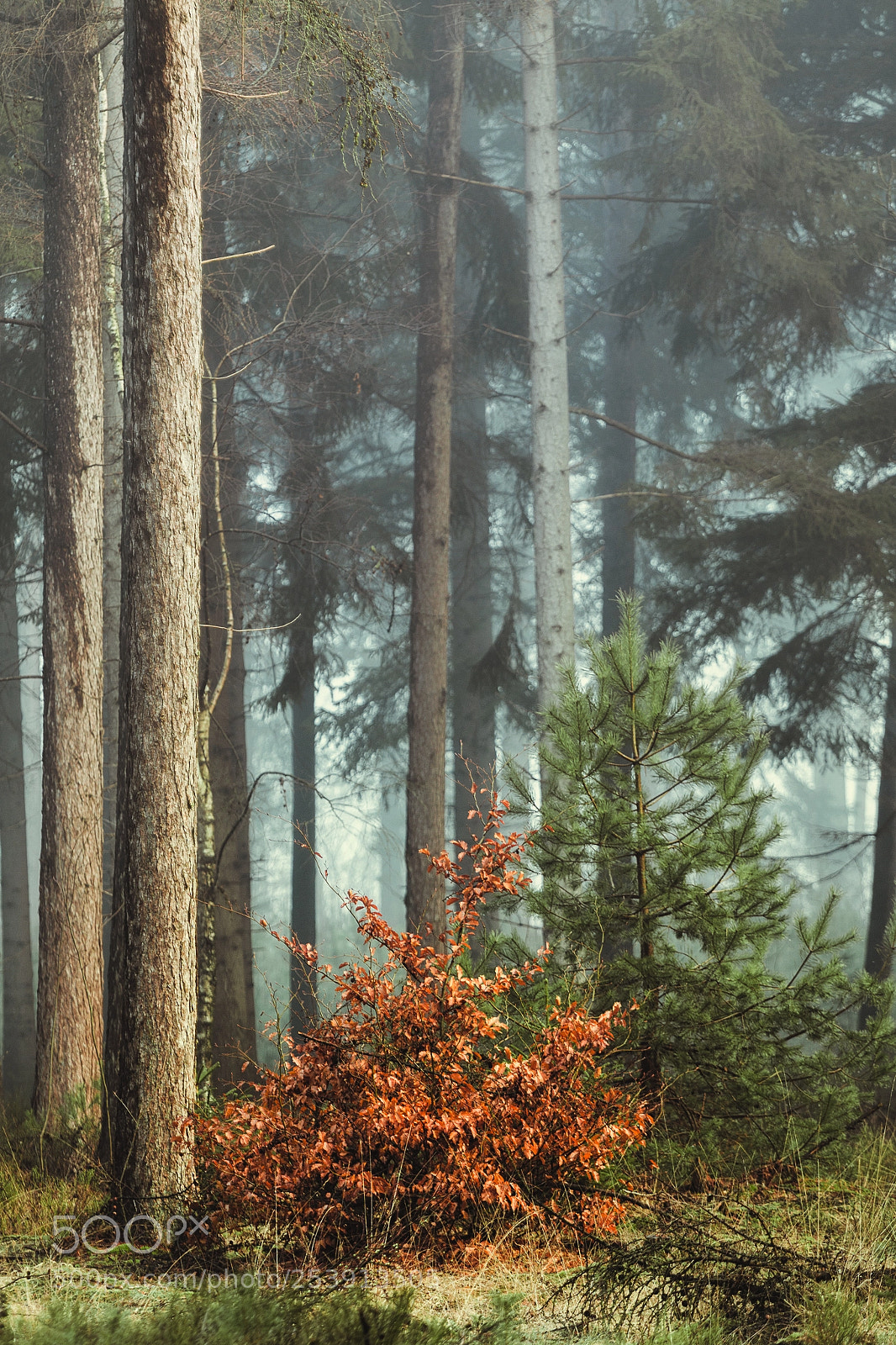 Canon EOS 70D sample photo. Forest brothers photography