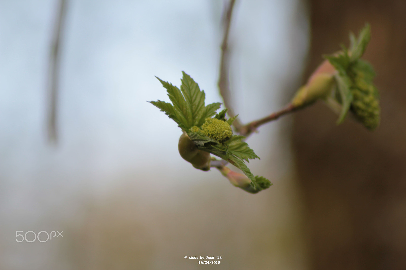 Canon EOS 550D (EOS Rebel T2i / EOS Kiss X4) sample photo. Leaf becomes open photography
