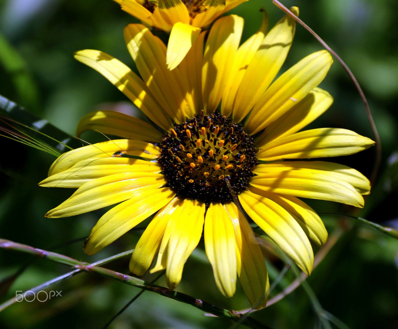 Canon EF-S 18-200mm F3.5-5.6 IS sample photo. Yellow in wild photography