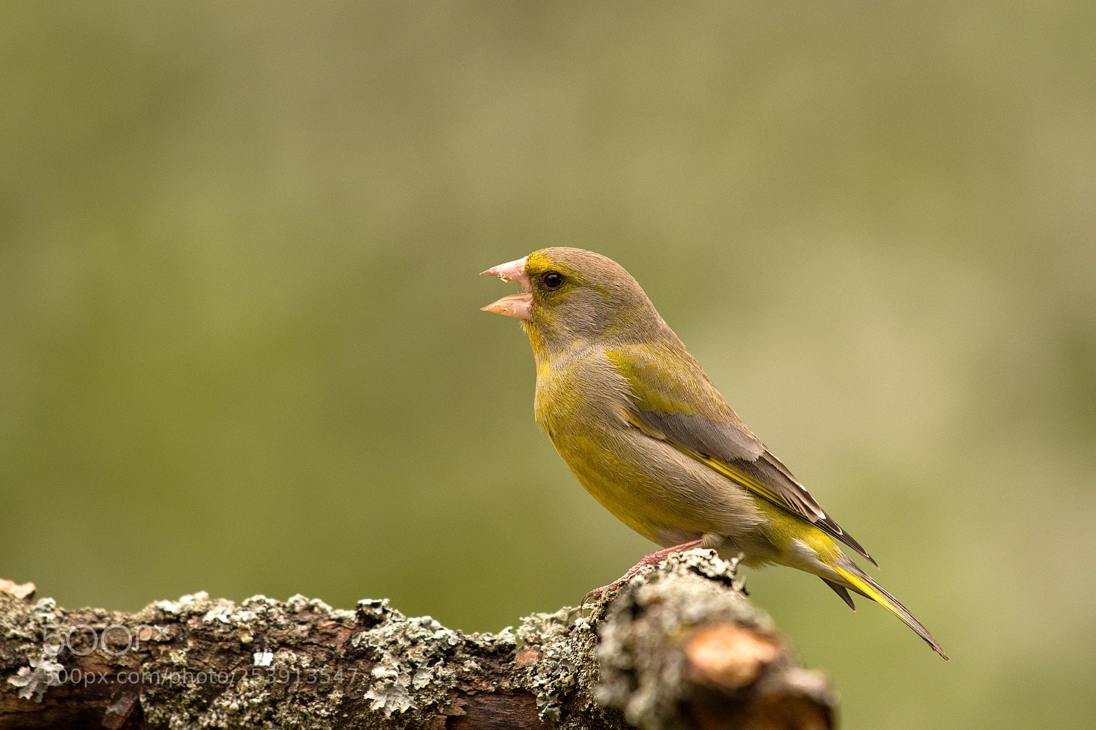 Nikon D500 sample photo. Spring singing ... photography