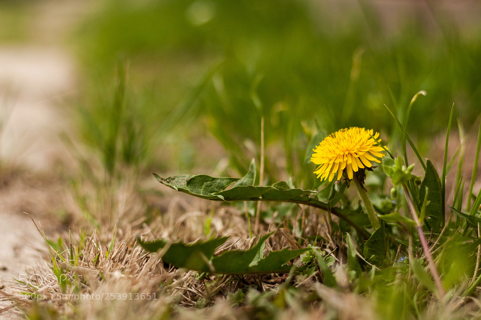 Canon EOS 450D (EOS Rebel XSi / EOS Kiss X2) sample photo. Wildflower photography