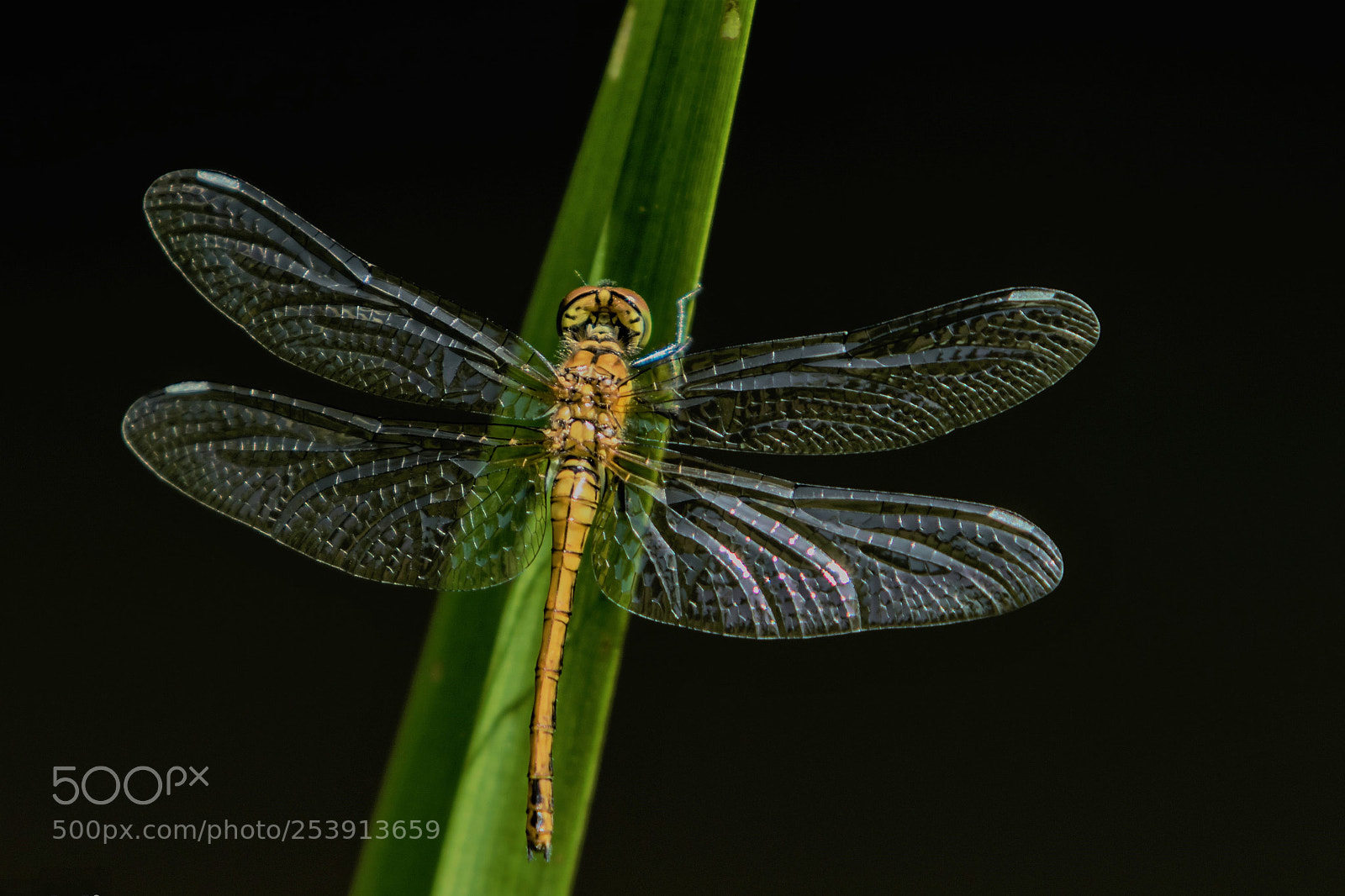 Canon EOS 7D Mark II sample photo. 19.jpg photography
