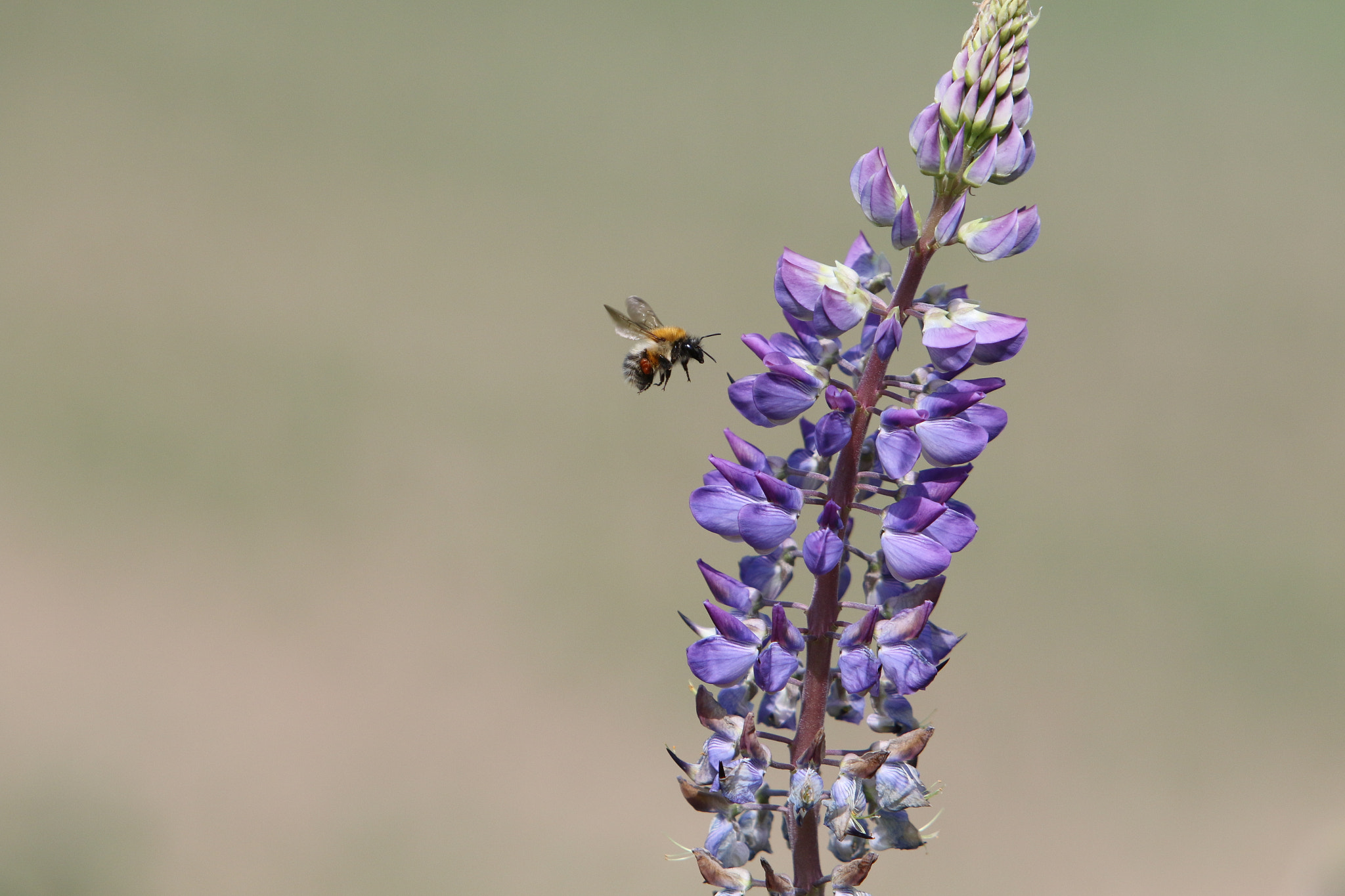 Canon EF 70-200mm F2.8L IS USM sample photo. 212.jpg photography