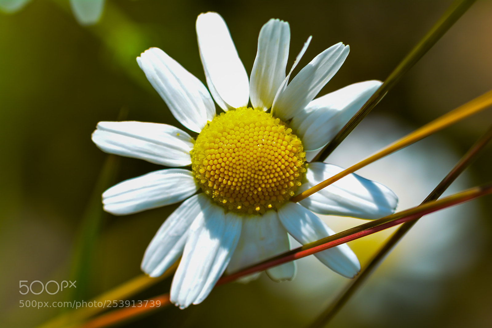 Nikon D7100 sample photo. 28.jpg photography