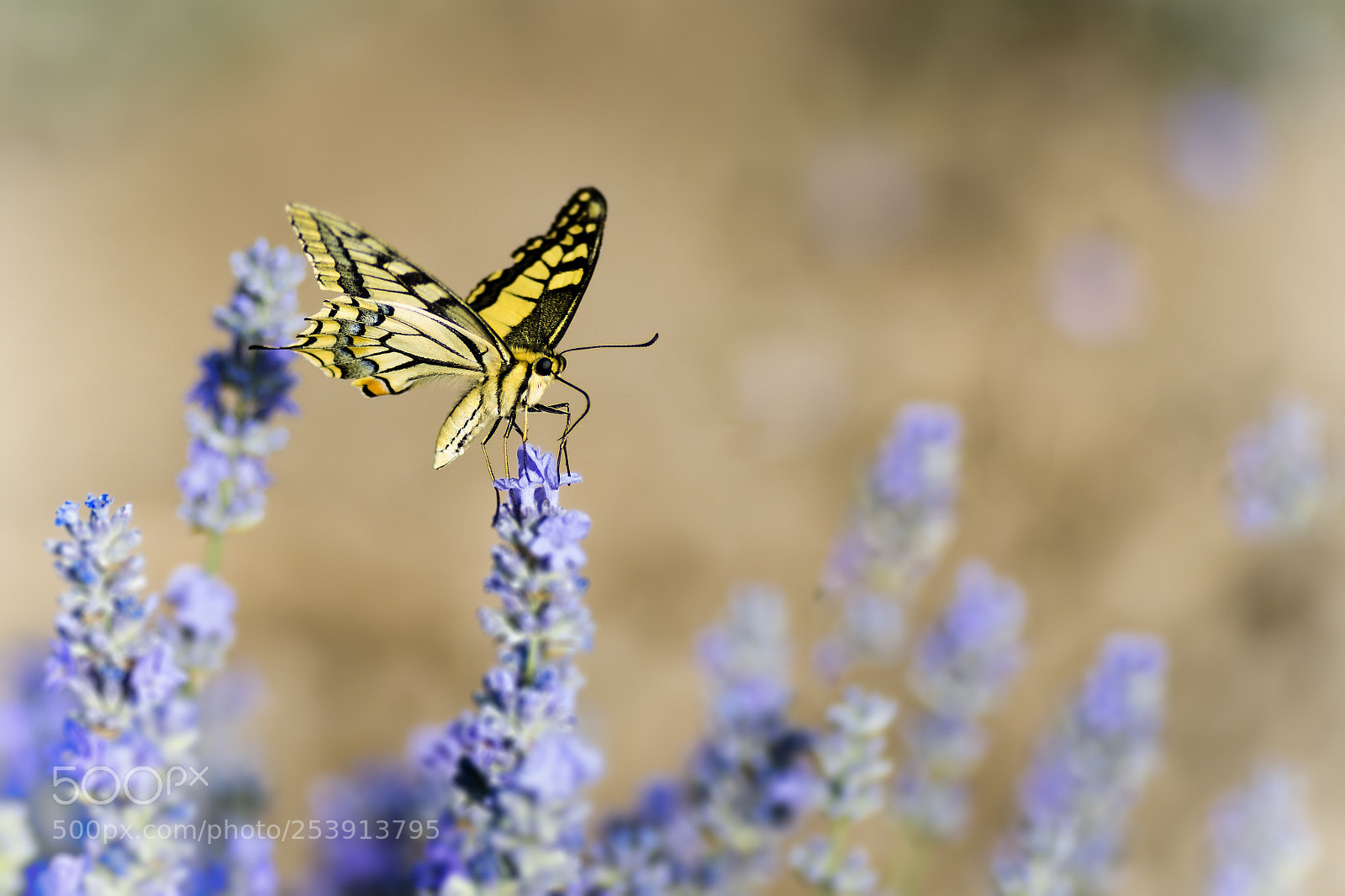 Sony ILCA-77M2 sample photo. Butterfly and levender photography
