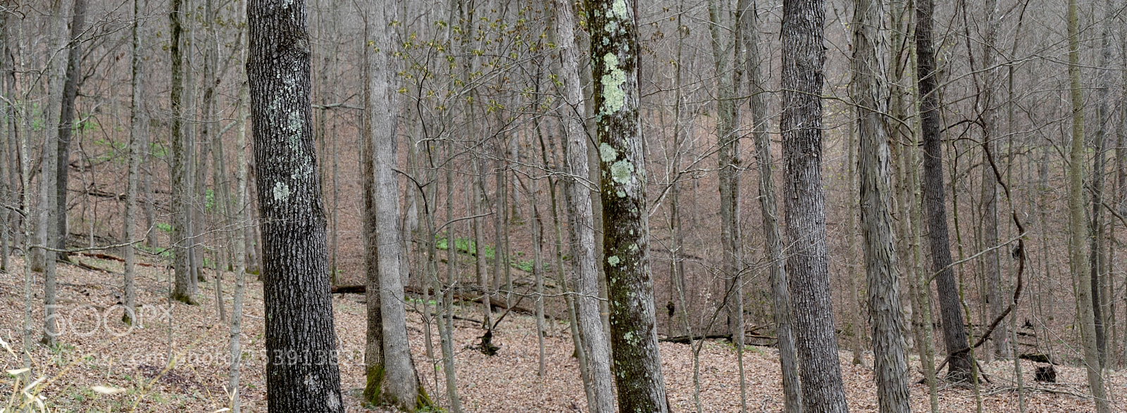 Sony a7 III sample photo. Woods photography