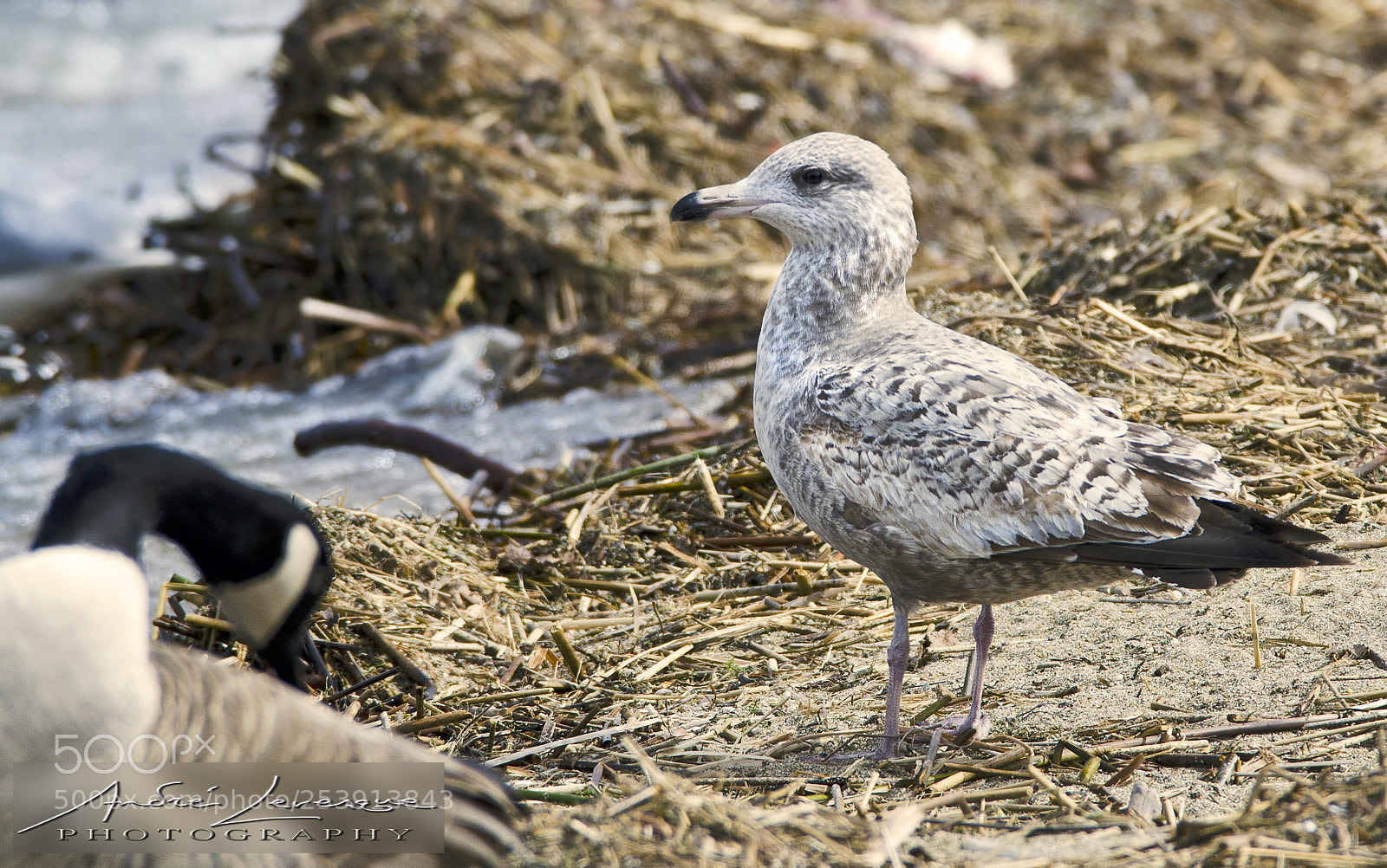 Nikon D7000 sample photo. Herring gull - immature photography