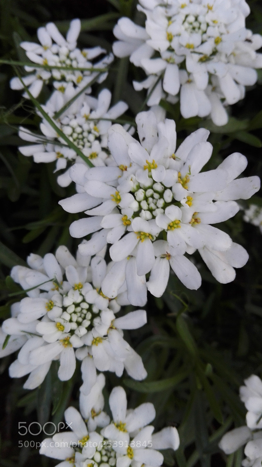 HUAWEI P8 Lite sample photo. Untitled photography