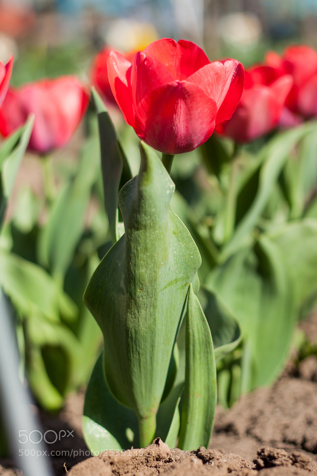Canon EOS 450D (EOS Rebel XSi / EOS Kiss X2) sample photo. Red tulip photography