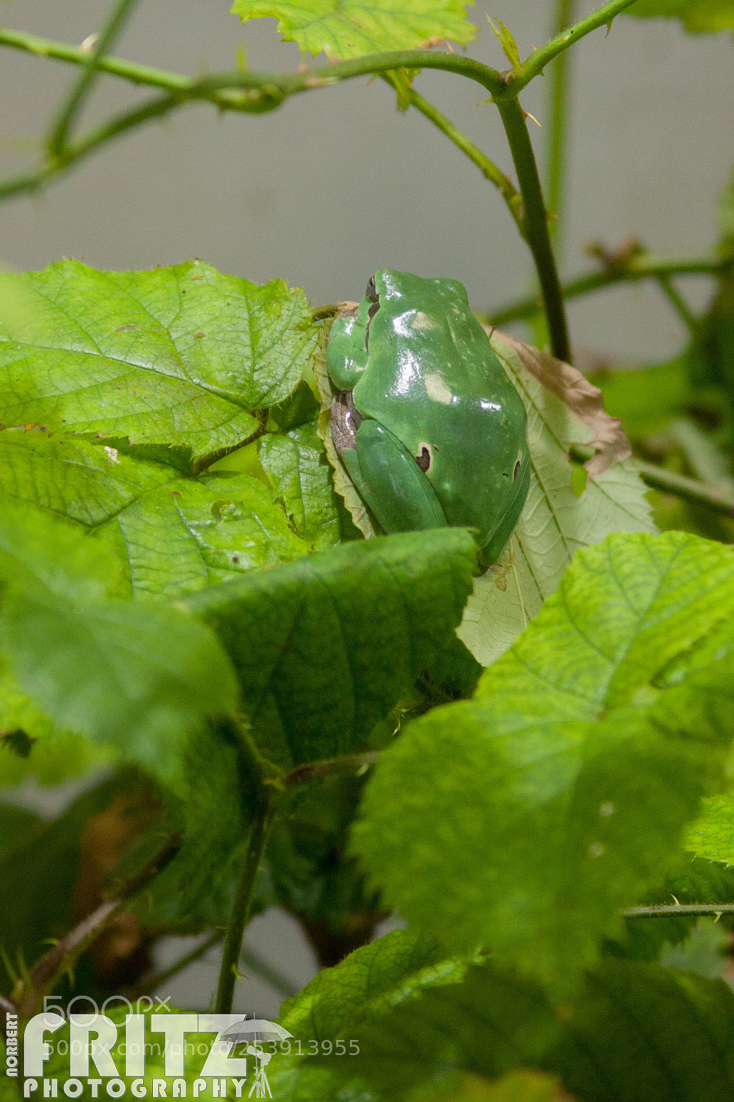 Canon EOS 40D sample photo. Laubfrosch im alpenzoo photography