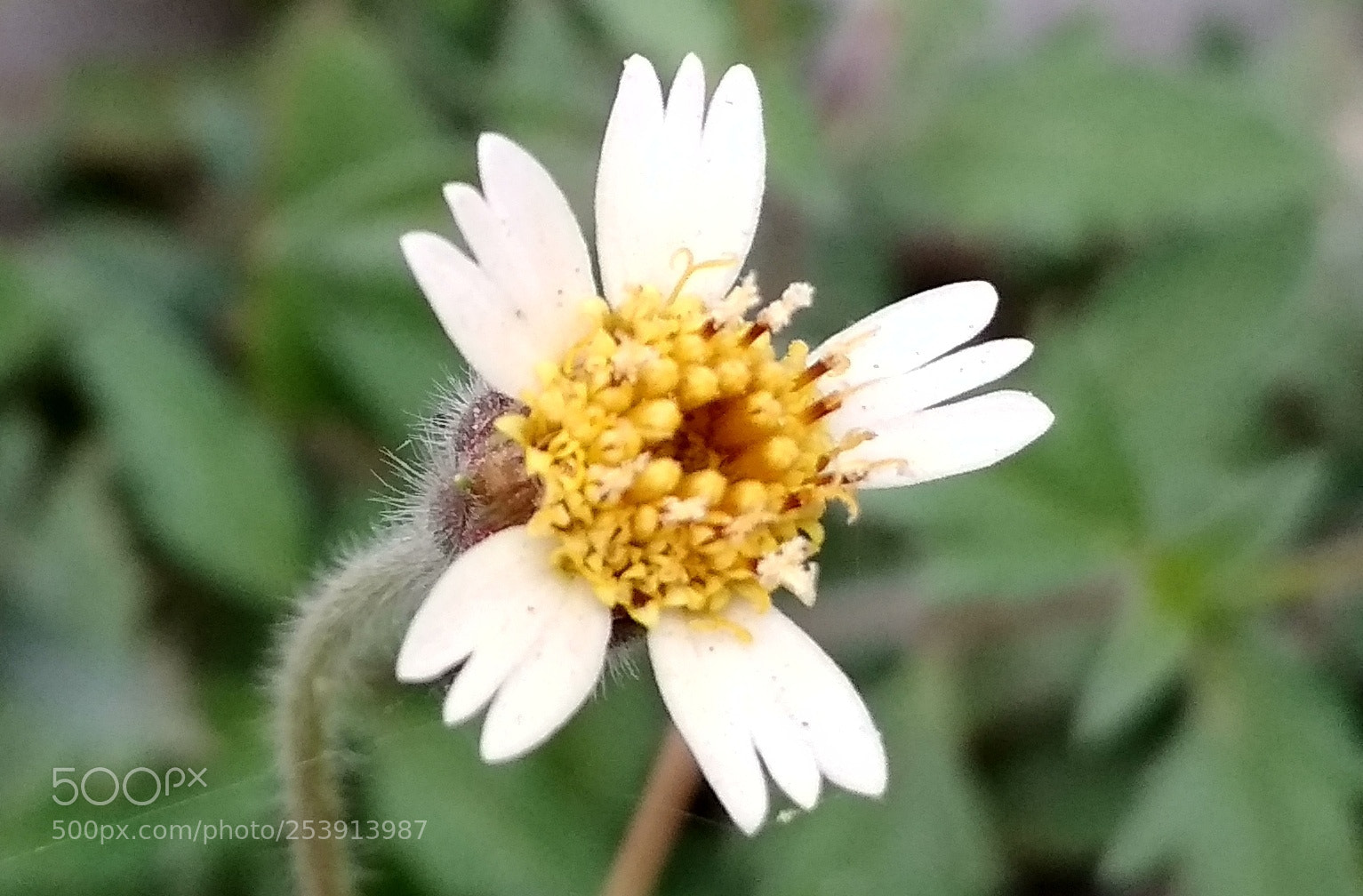 Xiaomi Redmi 4X sample photo. Untitled photography