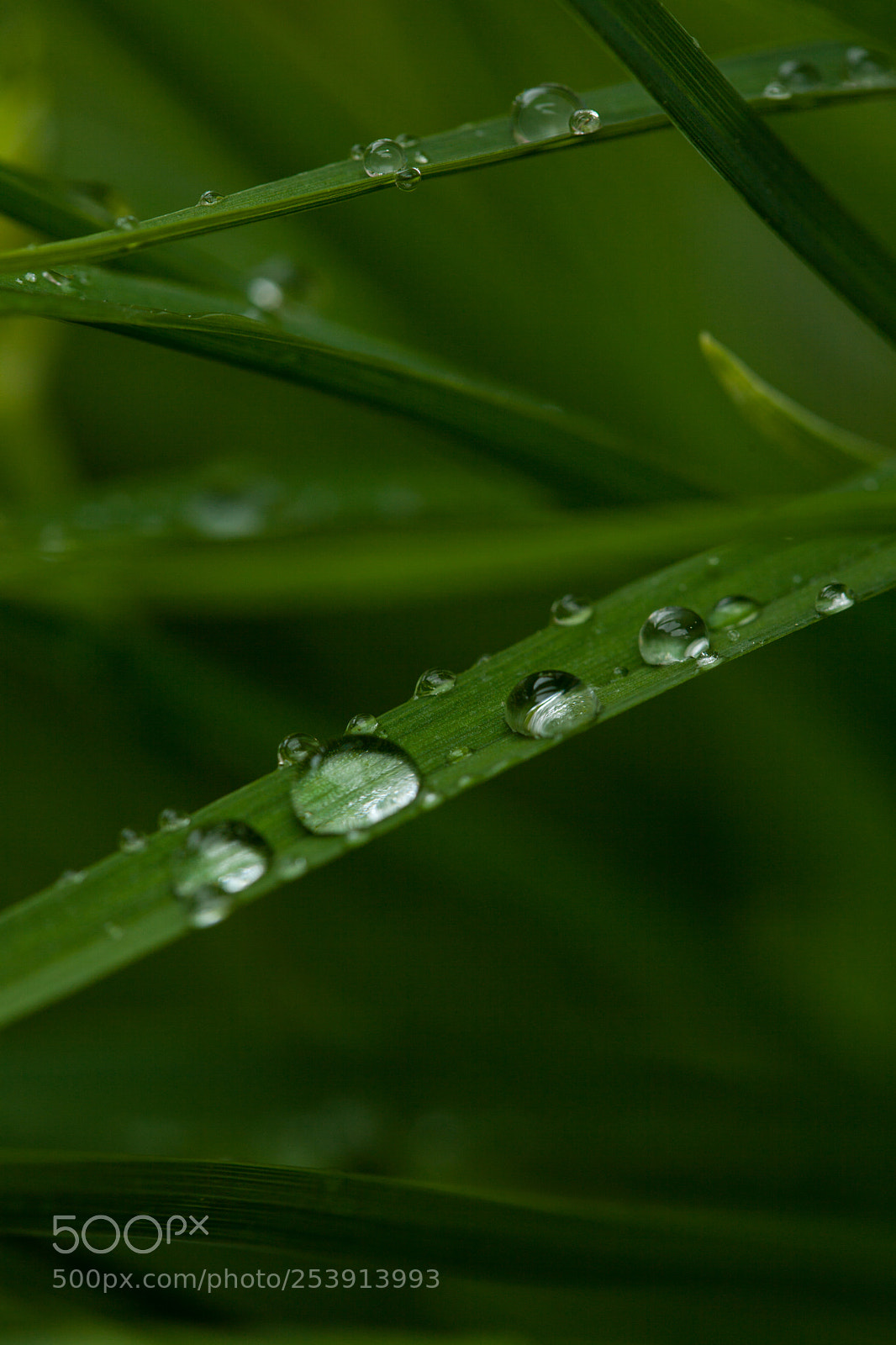 Canon EOS 5D Mark II sample photo. After the rain photography