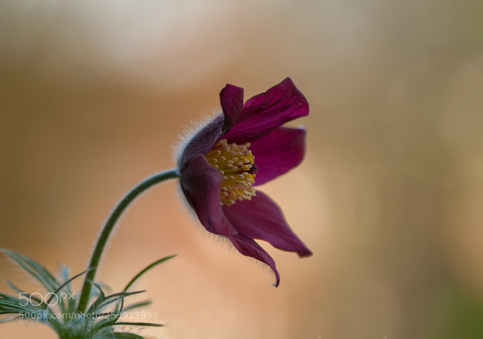 Canon EOS 50D sample photo. Wonderful world photography