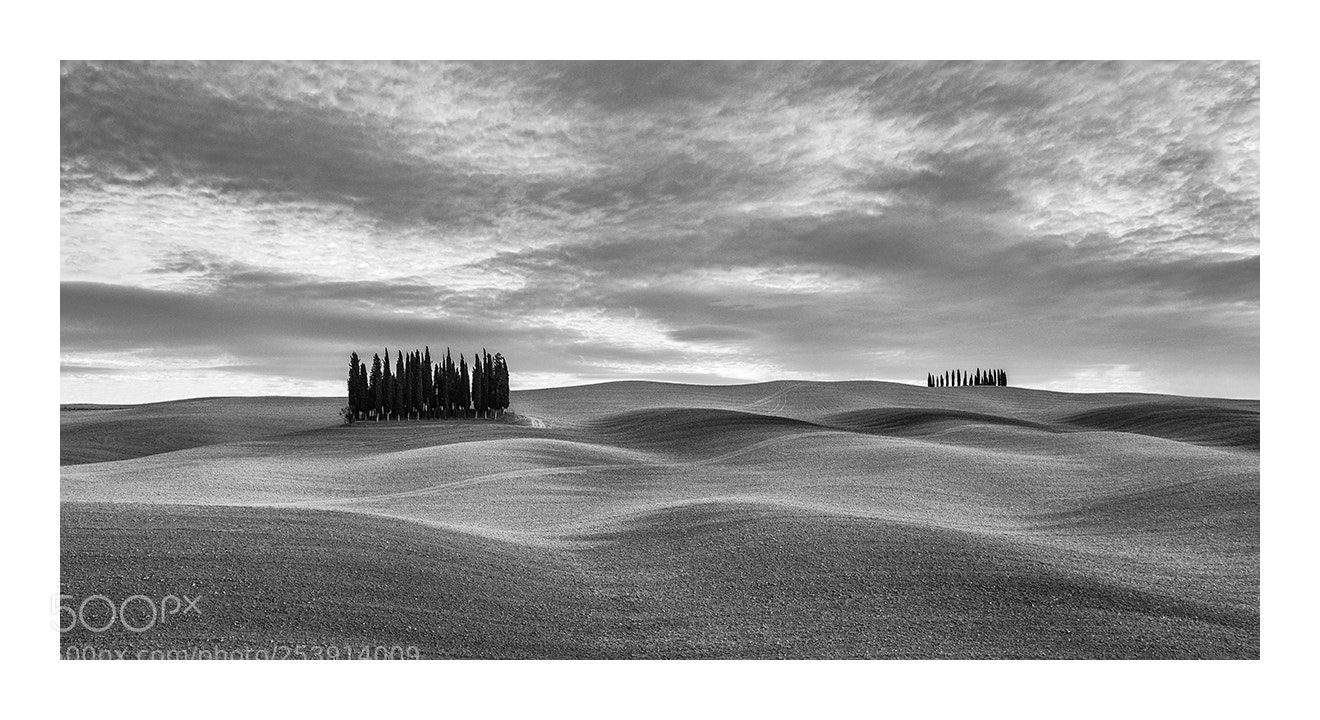 Nikon D810 sample photo. Cypress groves - tuscany photography