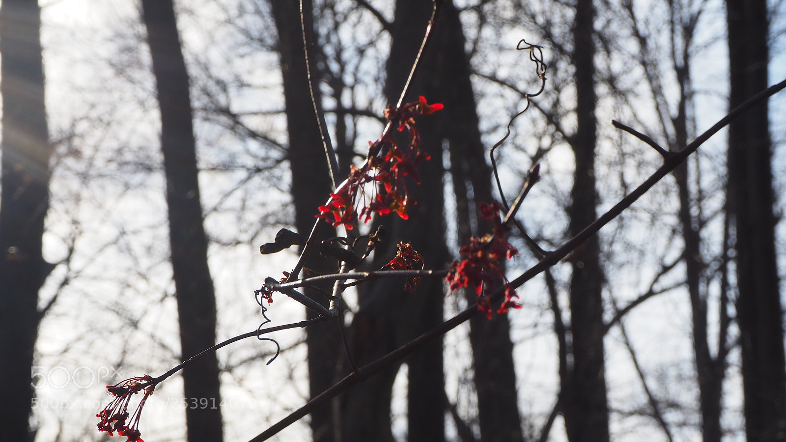 Olympus OM-D E-M10 III sample photo. Red buds photography