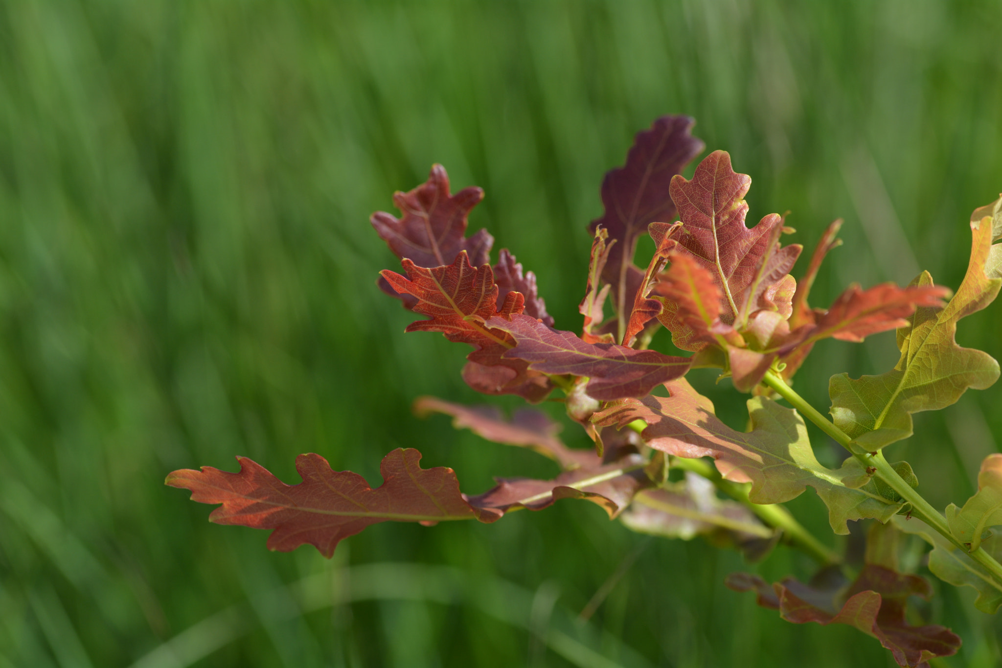 Sigma 105mm F2.8 EX DG OS HSM sample photo. 453.jpg photography