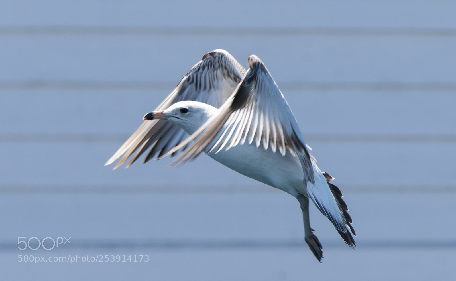 Sony a7R II sample photo. Seagull photography
