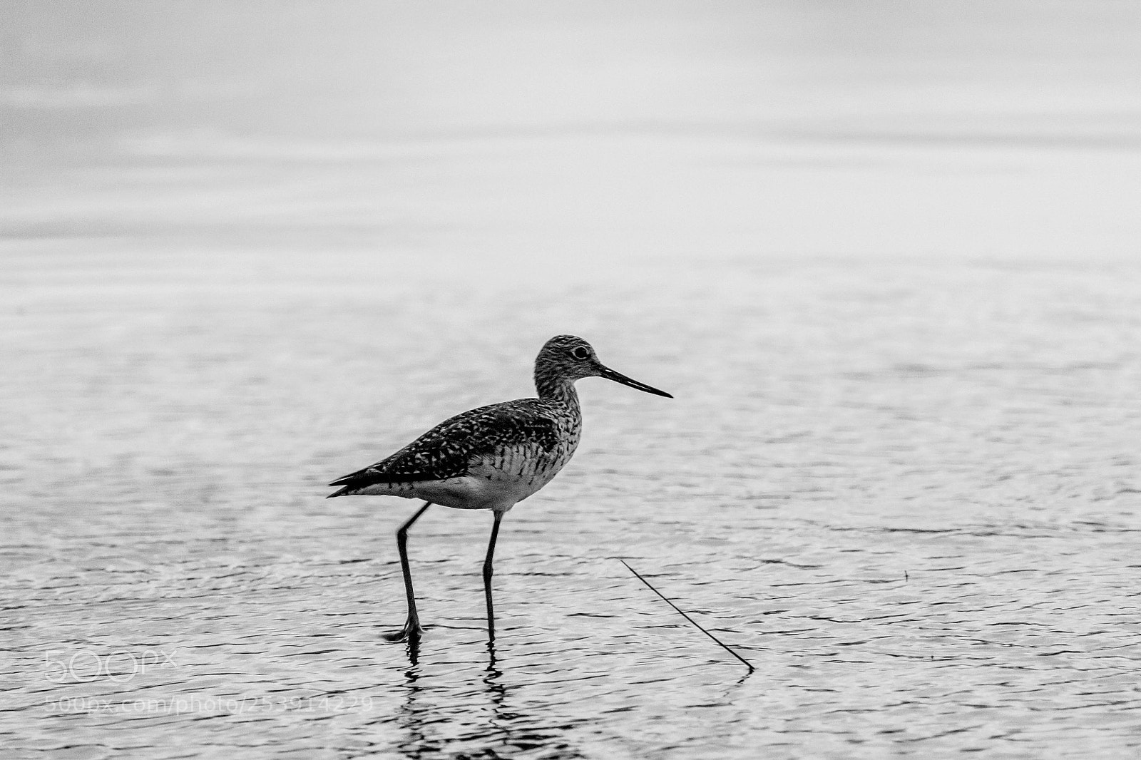 Canon EOS 1100D (EOS Rebel T3 / EOS Kiss X50) sample photo. Willet photography