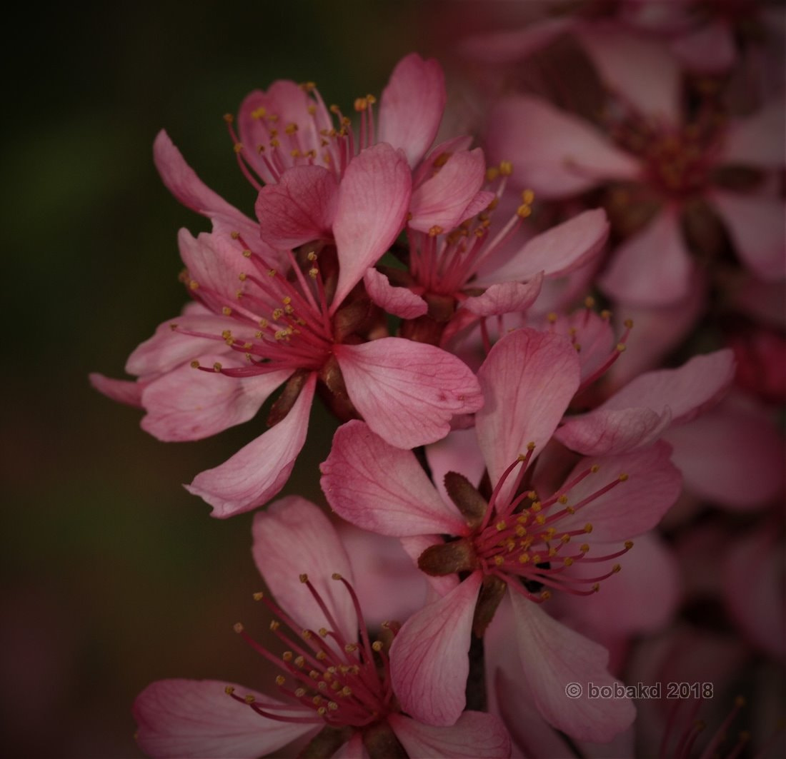Olympus E-620 (EVOLT E-620) sample photo. Flowers photography