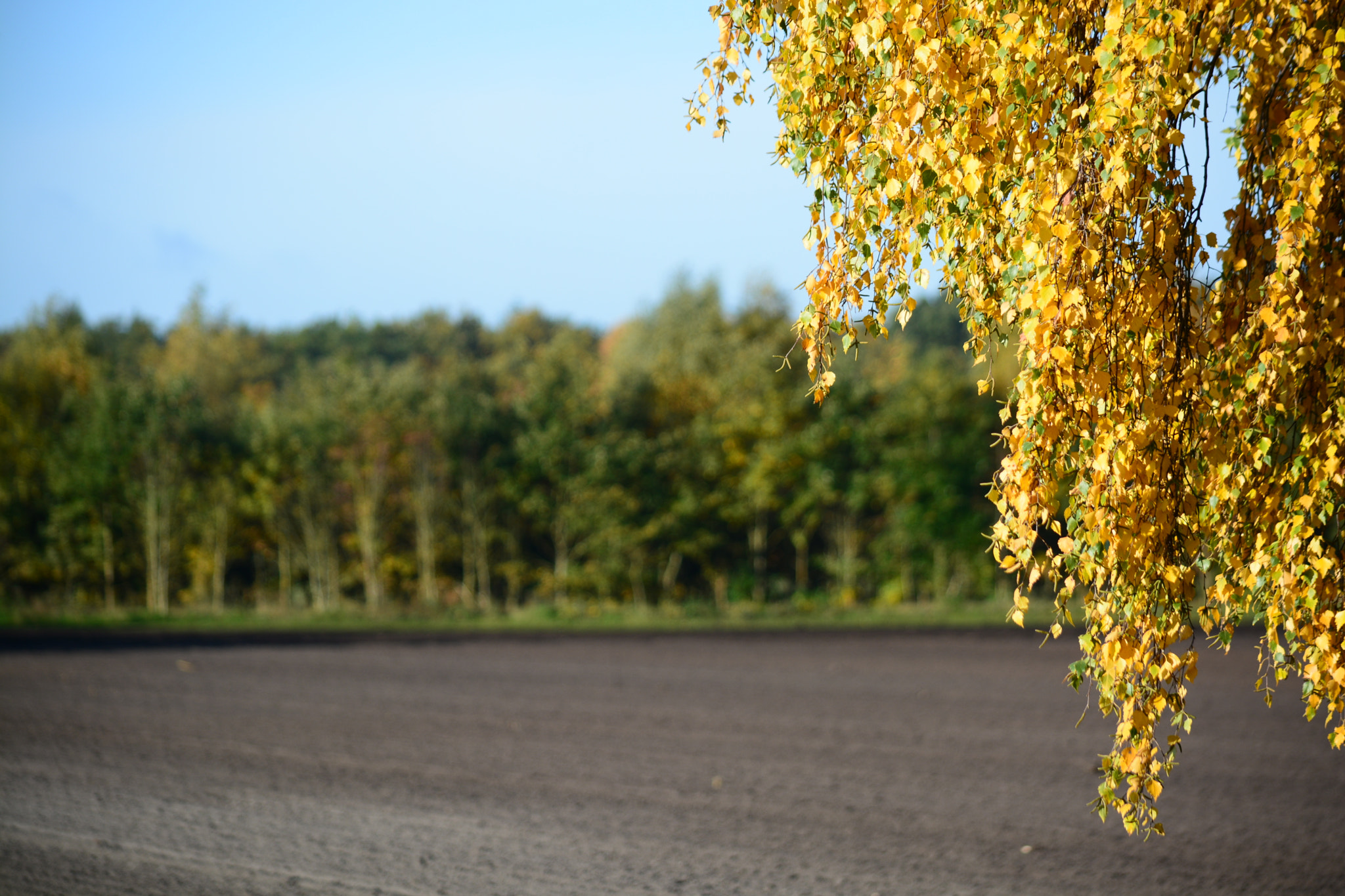 Nikon D5200 sample photo. 543.jpg photography