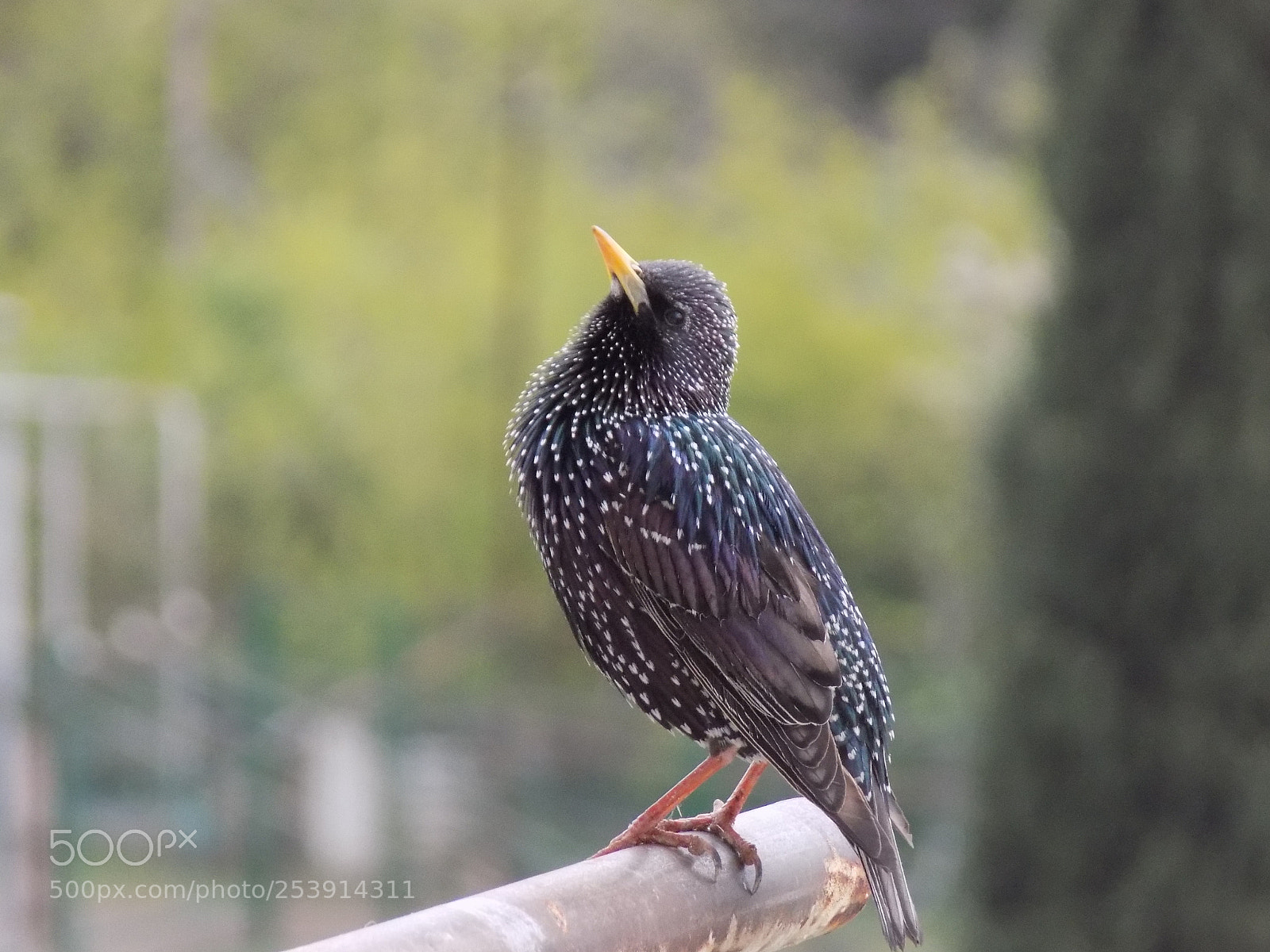 Nikon COOLPIX L330 sample photo. Bird photography